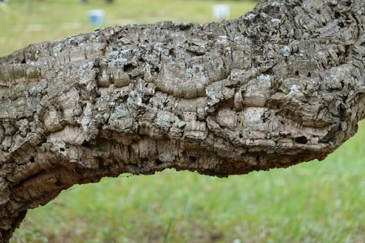 a horizontal tree trunk with a green grass background.