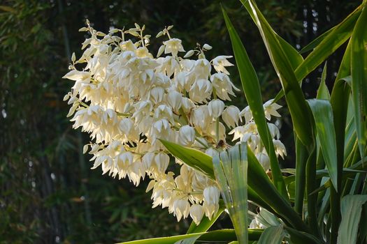 a beautiful white flower with a green background.