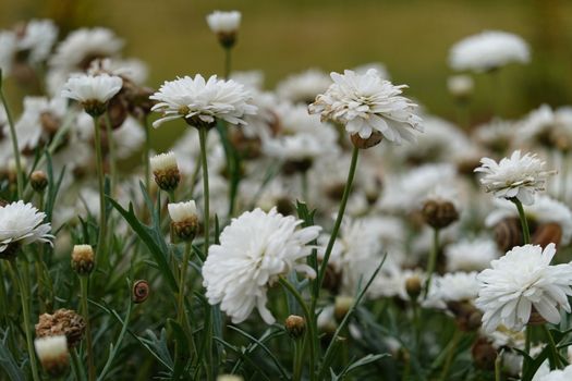 a lot of beautiful white flowers moving with the wind. 