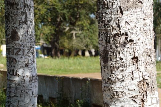 two white trees with a lot of names engraved