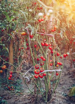 Red and green tomatoes grow on twigs summer. Ripe natural tomatoes growing on a branch in a greenhouse. Ripe garden organic tomatoes ready for picking.
