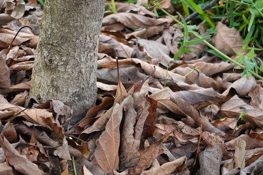 a tree with a lot of brown leaves.