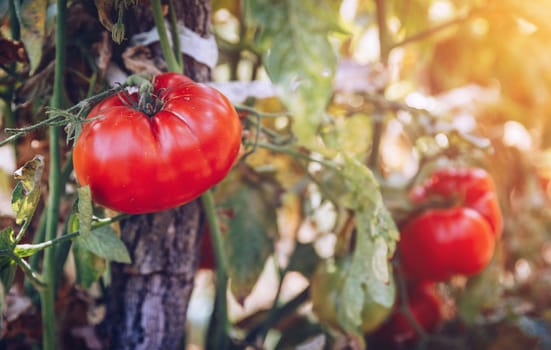 Organic tomatoes in a greenhouse. Garden Fresh Red Ripe Tomatoes on Vine. Delicious fresh tomatoes growing in a garden close-up. Shallow depth of field. Selective focus.