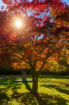 Autumn landscape tree with golden leaves in autumn and sunrays. Beautiful landscape with magic autumn trees and fallen leaves