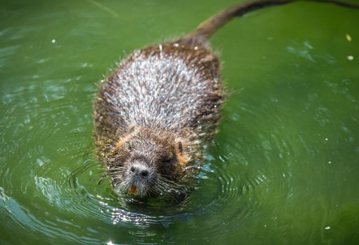 Adult beaver eating a plant. Beaver in a lake. Beaver in water in the evening.