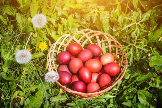 Red easter eggs on the grass with flowers and blowballs, naturally colored easter eggs with onion husks. Happy Easter, Christian religious holiday.