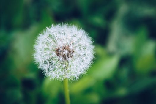 Dandelion flower. Blowball on green grass background. Spring bloom. Park plant. Countryside nature. Springtime photo retro postcard.