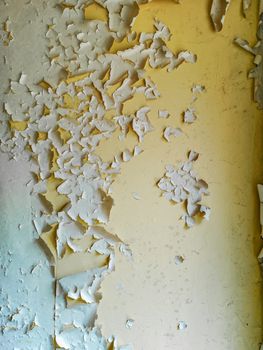 Old lacquer paint peeling out of wall in old abandoned hospital