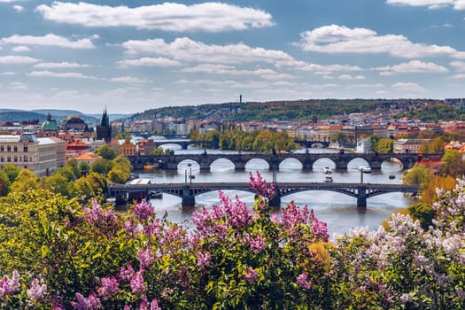 The blooming bush of lilac against Vltava river and Charles bridge, Prague