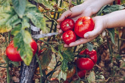 Farmers hands with freshly harvested tomatoes. Freshly harvested tomatoes in hands. Young girl hand holding organic green natural healthy food. Woman hands holding tomatoes.