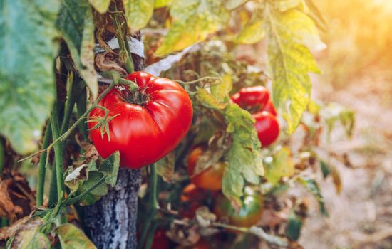Red and green tomatoes grow on twigs summer. Ripe natural tomatoes growing on a branch in a greenhouse. Ripe garden organic tomatoes ready for picking.