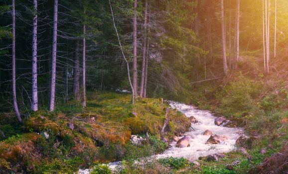 Beautiful river in forest nature. Peaceful toned nature background