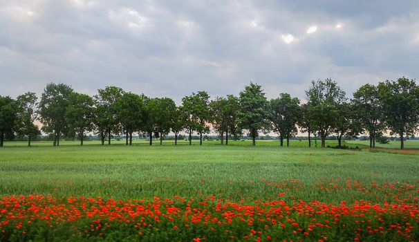 Green field with few poppy flowers in front of Line of green trees at sunny morning