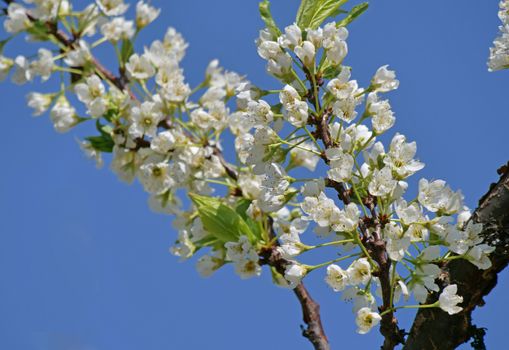 spring cherry flower tree macro close up