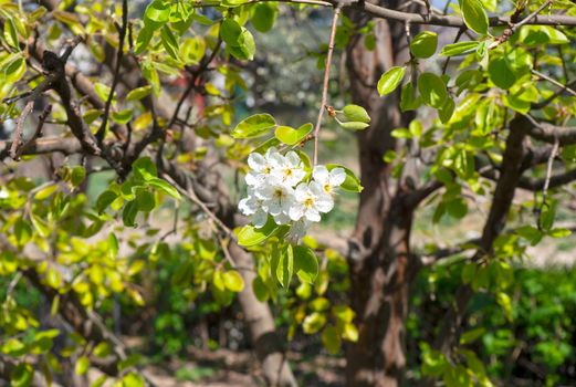 spring cherry flower tree macro close up