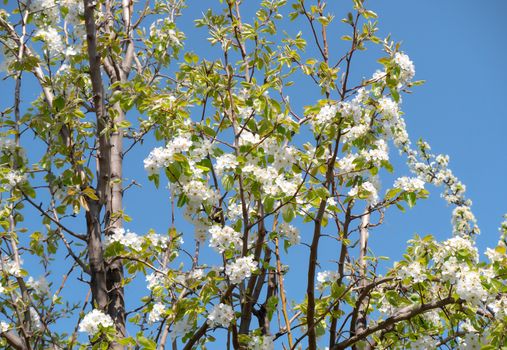 spring cherry flower tree macro close up