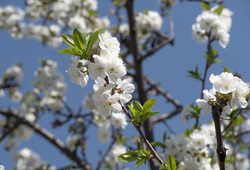 spring cherry flower tree macro close up