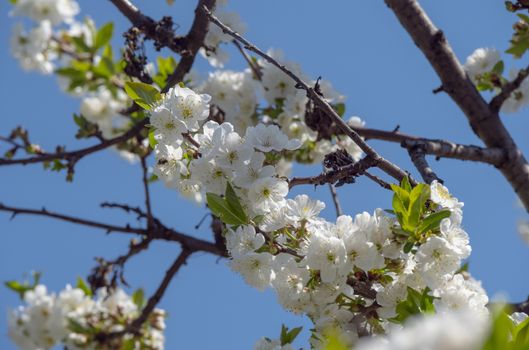 spring cherry flower tree macro close up