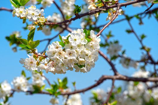 spring cherry flower tree macro close up