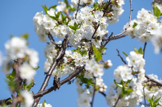 spring cherry flower tree macro close up