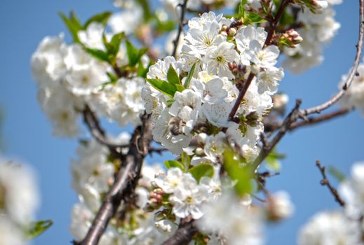 spring cherry flower tree macro close up