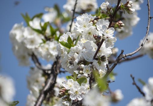 spring cherry flower tree macro close up