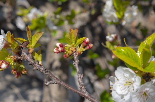 spring cherry flower tree macro close up