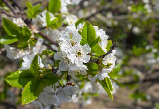 spring cherry flower tree macro close up