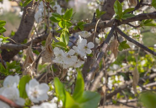 spring cherry flower tree macro close up