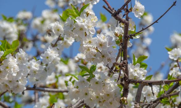 spring cherry flower tree macro close up