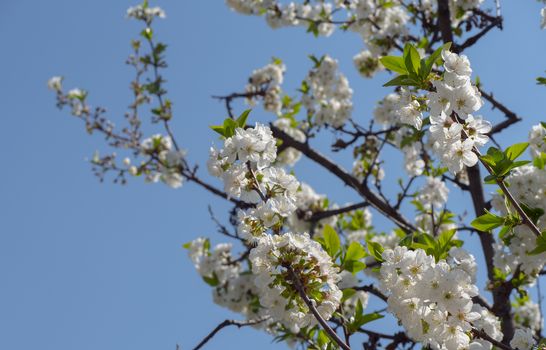 spring cherry flower tree macro close up