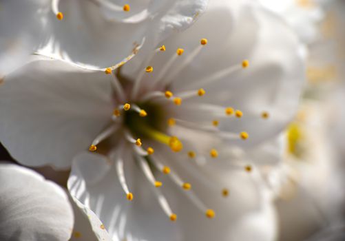 spring cherry flower tree macro close up