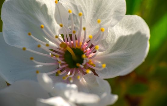 spring cherry flower tree macro close up