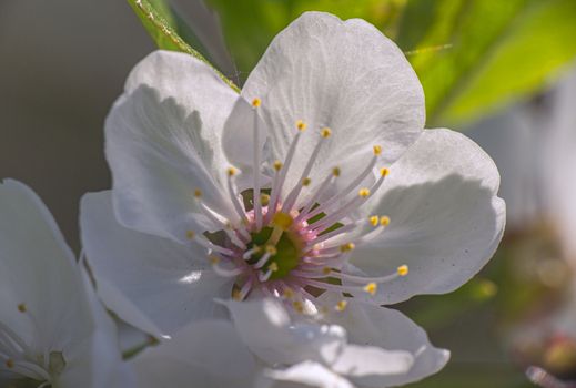 spring cherry flower tree macro close up