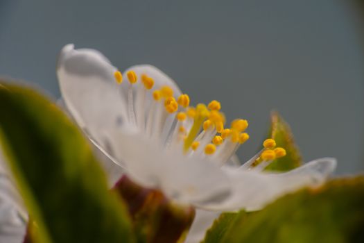 spring cherry flower tree macro close up