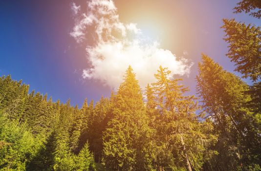 Pine trees seen from below against the sun and blue sky