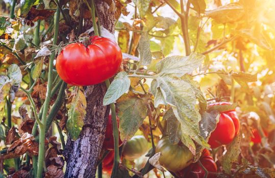 Organic tomatoes in a greenhouse. Garden Fresh Red Ripe Tomatoes on Vine. Delicious fresh tomatoes growing in a garden close-up. Shallow depth of field. Selective focus.