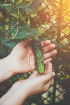 Woman hands holding an organic cucumber, close up hand. Raw Organic Mini Baby Cucumbers Ready to Eat. Ecological vegetable green cucumber.