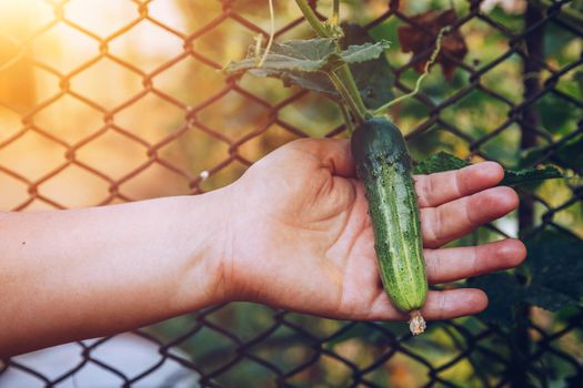 Woman hands holding an organic cucumber, close up hand. Raw Organic Mini Baby Cucumbers Ready to Eat. Ecological vegetable green cucumber.