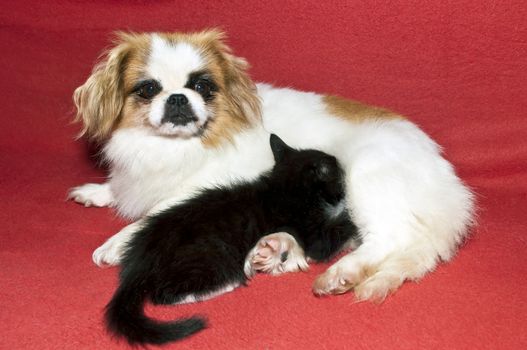 little black kitten sucking small female dog