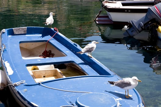 three seagull standing on a boat in the harbor