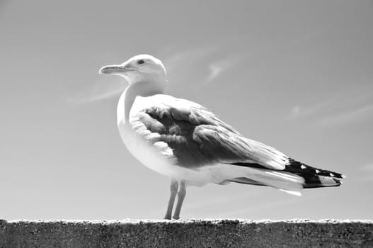 seagull standing on the wall with blue sky in the background