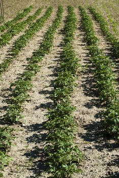 potatoes in the garden, on a dry and cracked earth