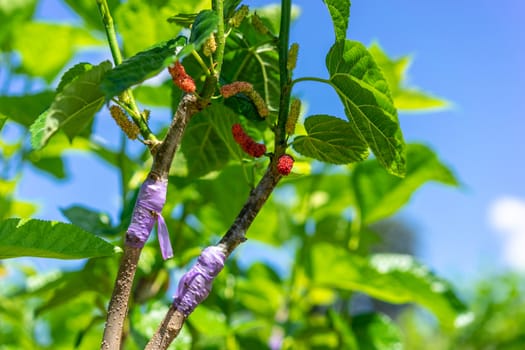 mulberry graft in the branch of a tree in the garden