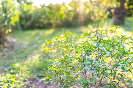 basil in the garden at evening time with sunlight