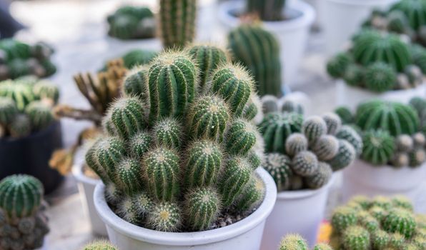 closeup cactus green leaves in pots for home gardening