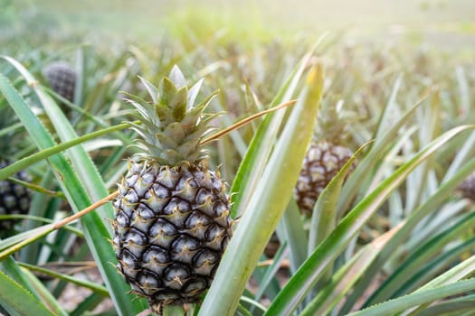 Pineapple tropical fruit growing in the garden with sunlight