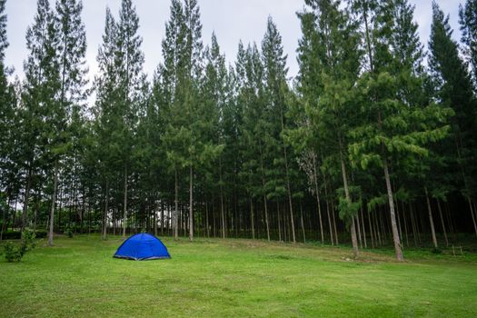 Camping and tent  with pine tree background in nature park