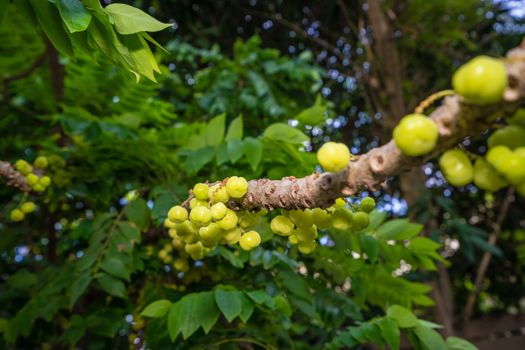 Star gooseberry fruit on tree in the garden