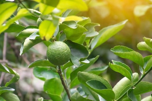 Organic green lime on a tree, Fresh lime in the garden farm agricultural.